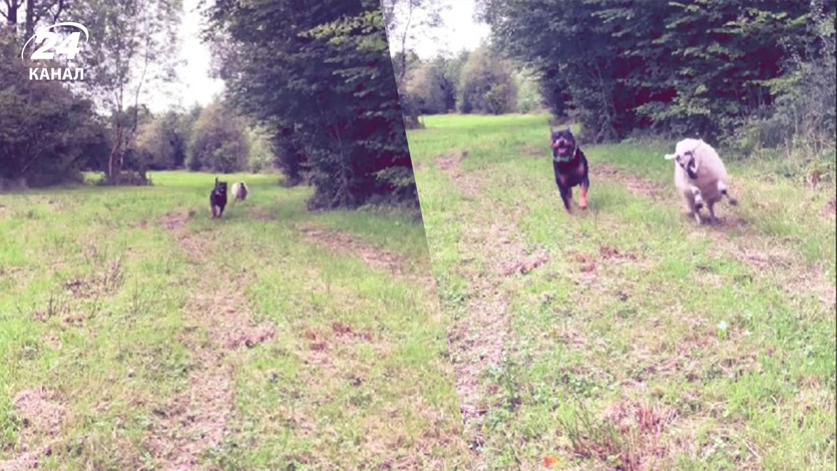 Ягня поводиться як собака після того, як виросло з ротвейлером Ягня поводиться як собака після того, як виросло з ротвейлером