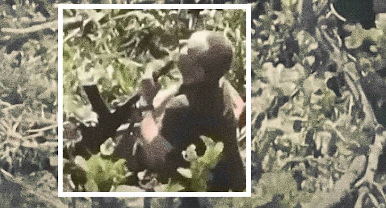 Росіяни вчиняють самогубство на фронті Росіяни вчиняють самогубство на фронті