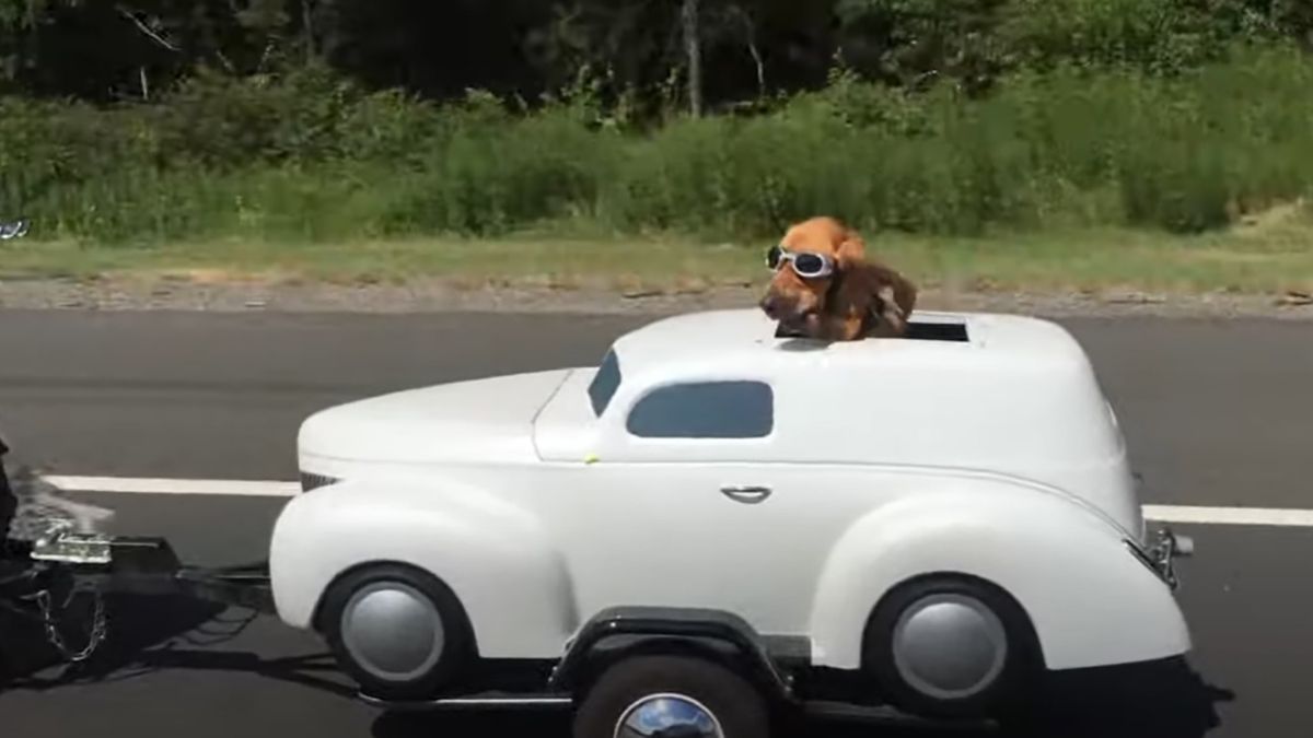 Пес став зіркою соцмереж - миле відео пухнастику в авто Пес став зіркою соцмереж - миле відео пухнастику в авто