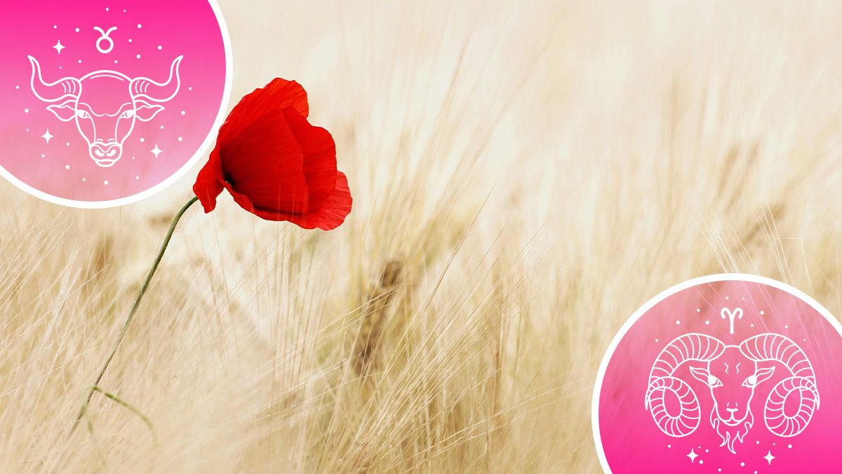 Кто притягивает противоположности - любовный гороскоп Кто притягивает противоположности - любовный гороскоп