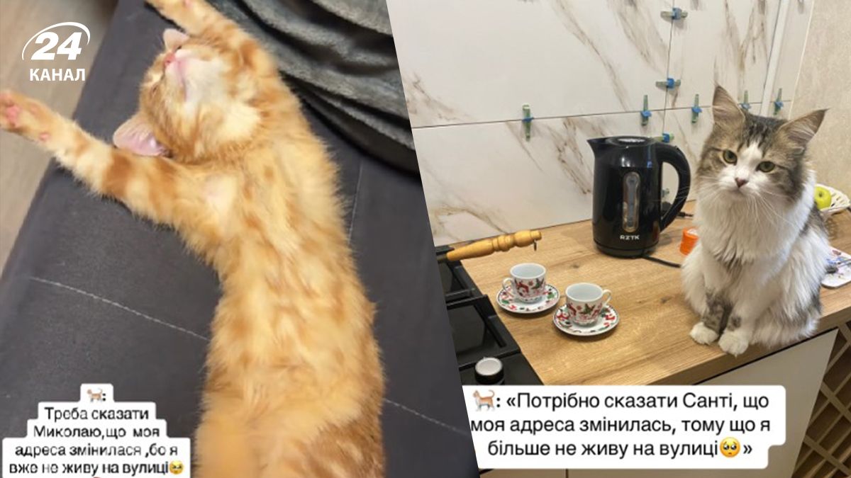 У тіктоці завірусився щемливий тренд з котиками - дивіться миле відео У тіктоці завірусився щемливий тренд з котиками - дивіться миле відео