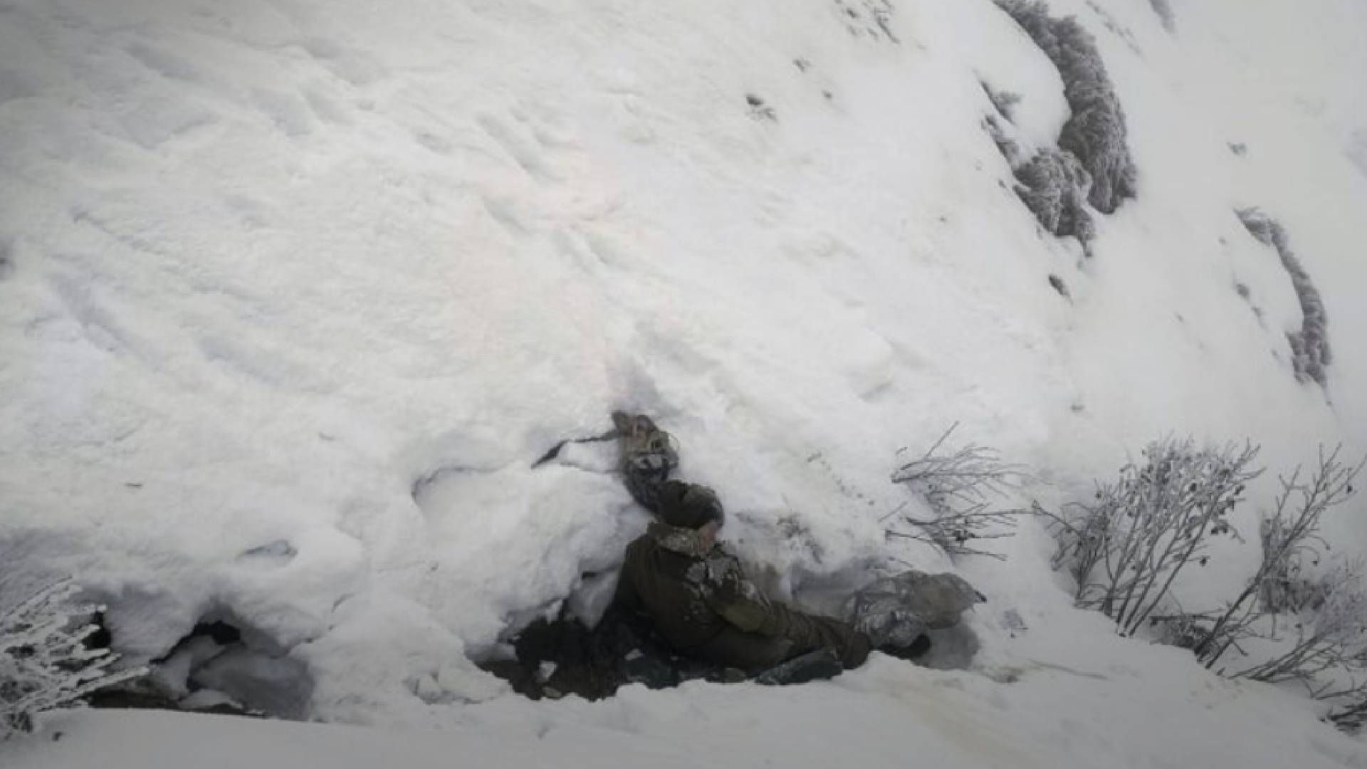 Кот спас украинца от смерти в горах Румынии Кот спас украинца от смерти в горах Румынии