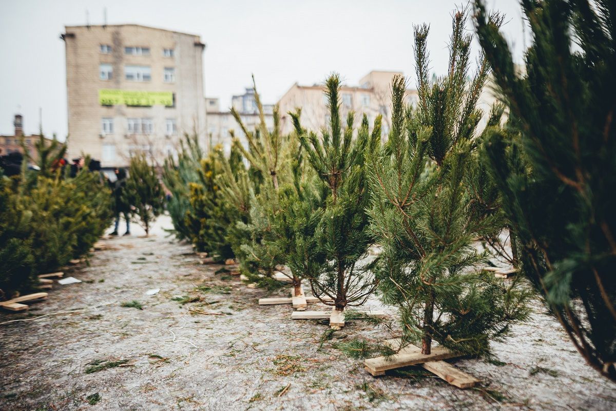 Как выбрать елку - где купить елку во Львове и Киеве - Тренды