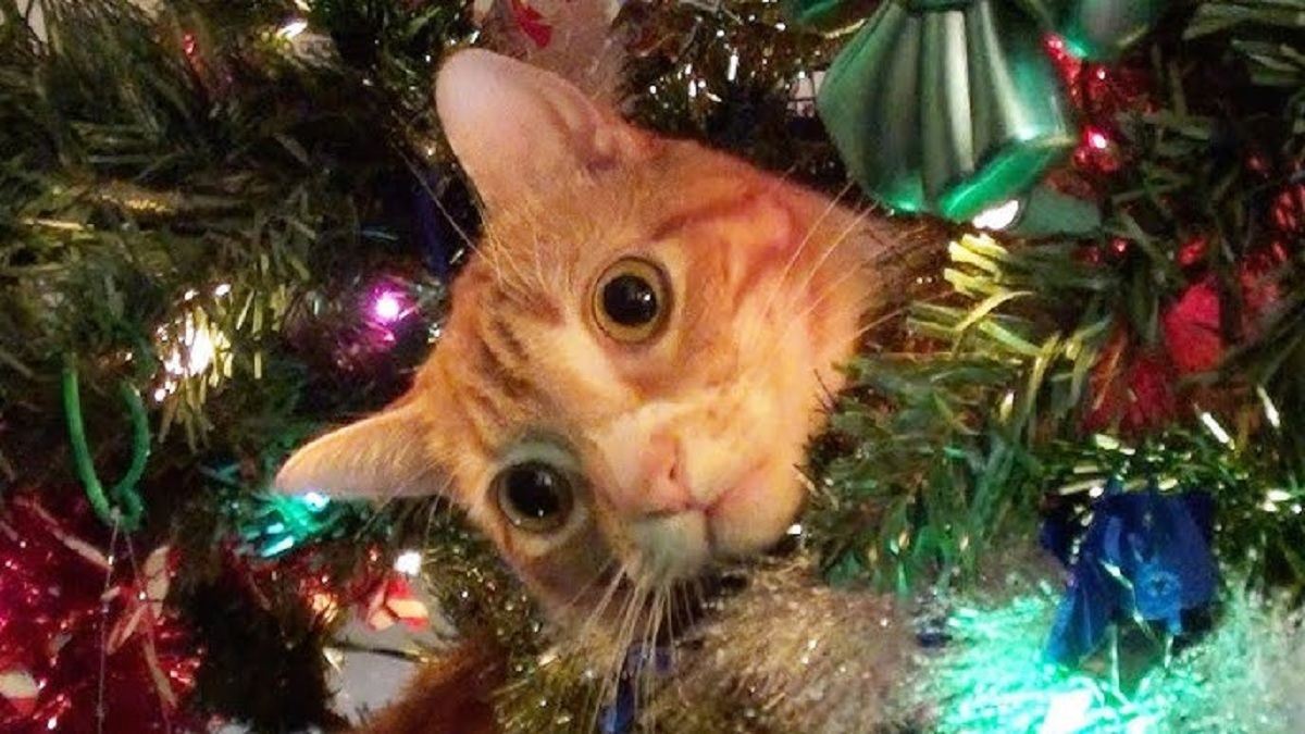 Смешные видео про котов и елки появились в ТикТок - песня бам бам бам бам - Тренды Смешные видео про котов и елки появились в ТикТок - песня бам бам бам бам - Тренды