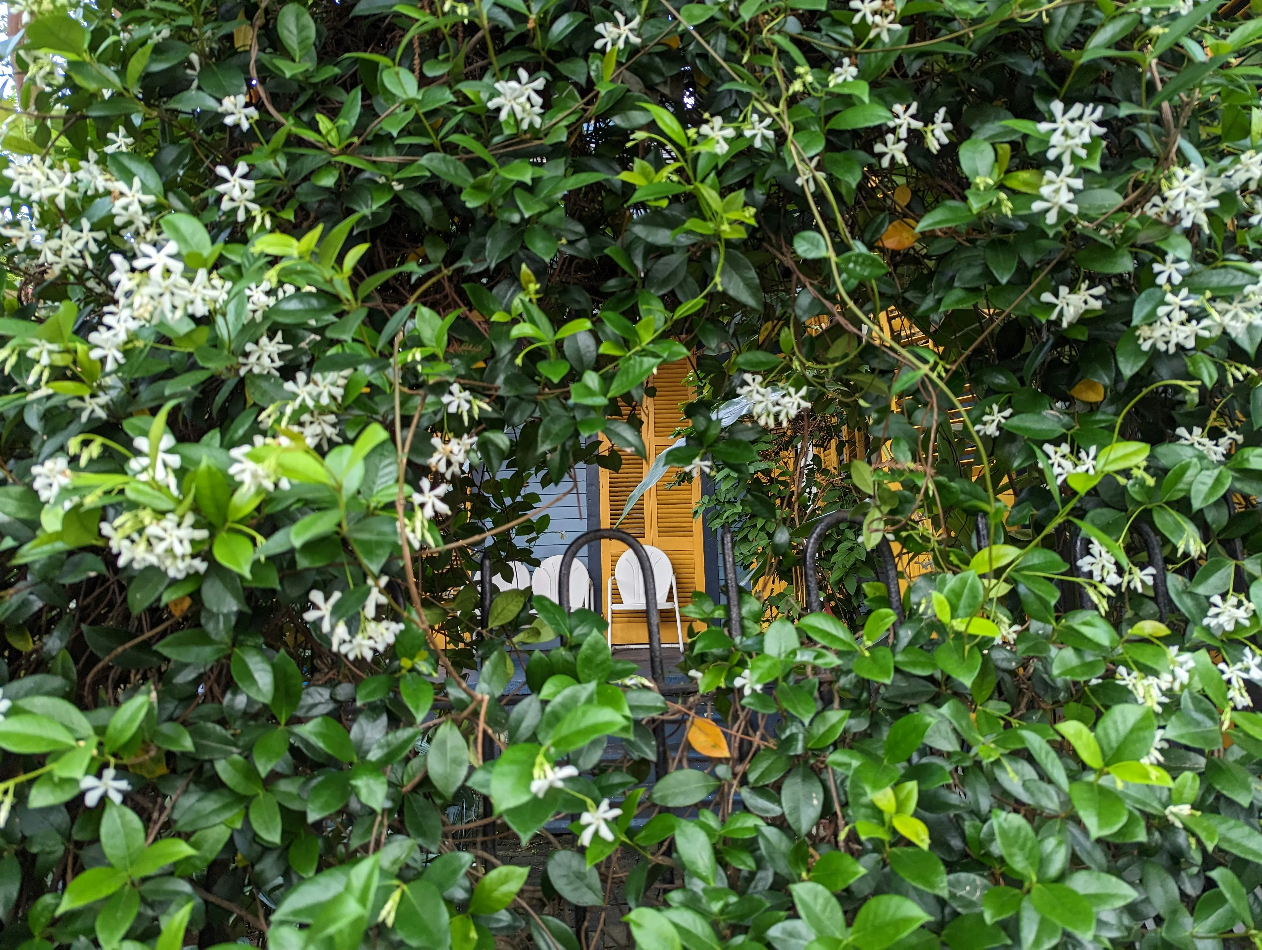 Жимолость Жимолость