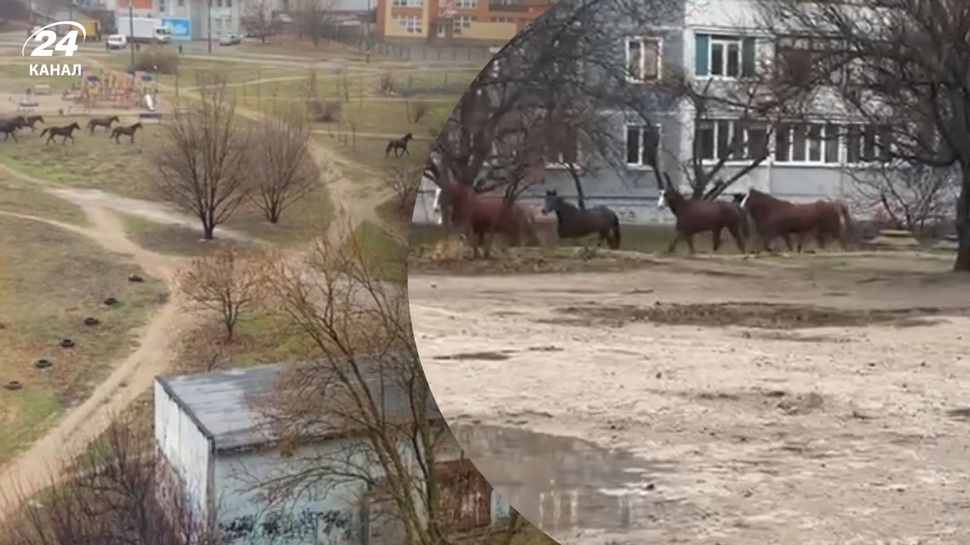 В Запорожье лошади гуляли в жилом квартале