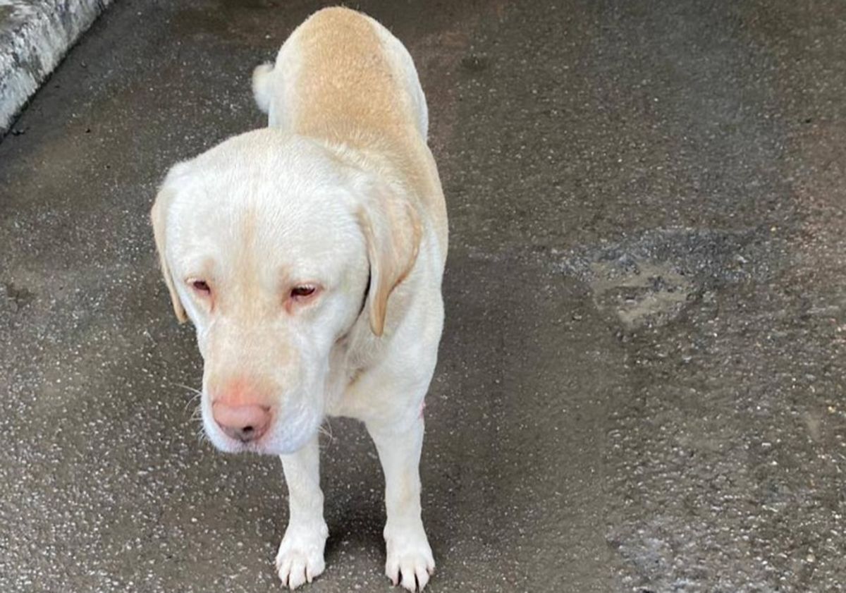 На кордоні покинули собаку На кордоні покинули собаку