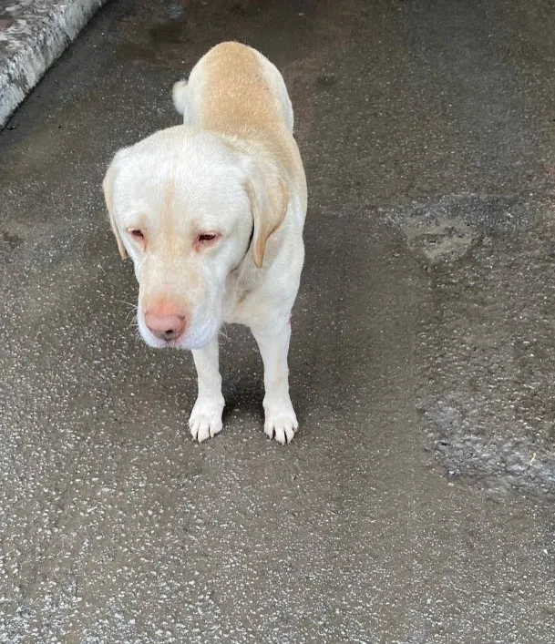 Собаку бросили на польской границе Собаку бросили на польской границе