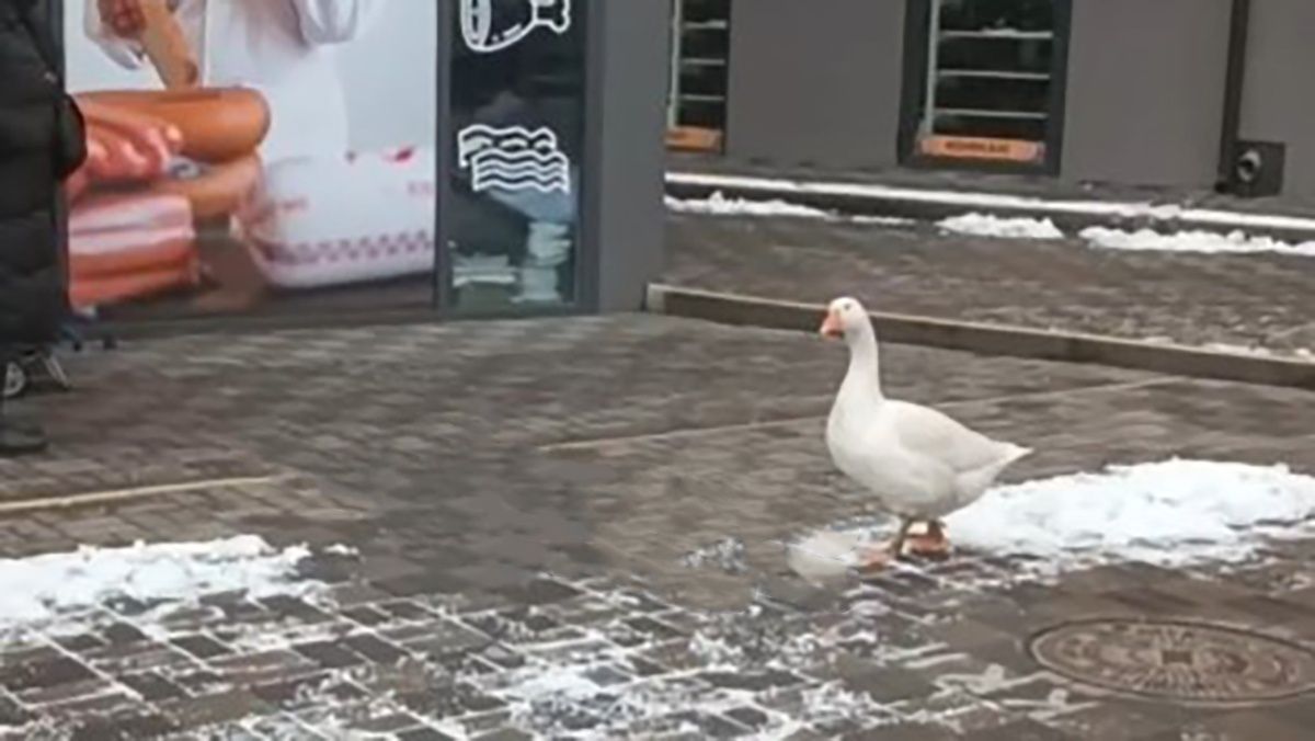 В Киеве гусь гулял возле станции метро - курьезное видео В Киеве гусь гулял возле станции метро - курьезное видео