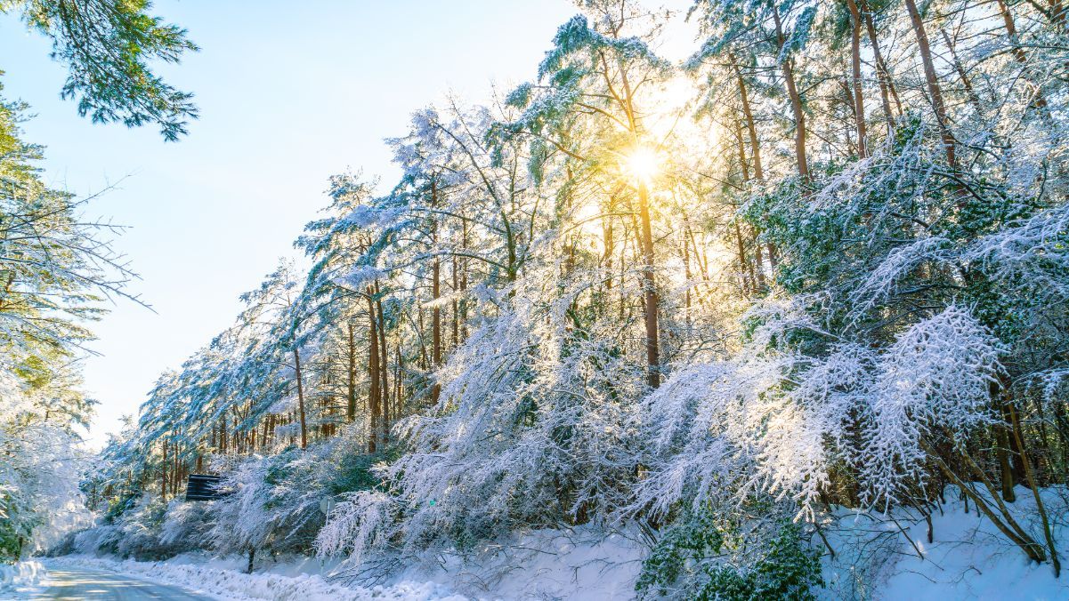 День зимового сонцестояння 2024 День зимового сонцестояння 2024