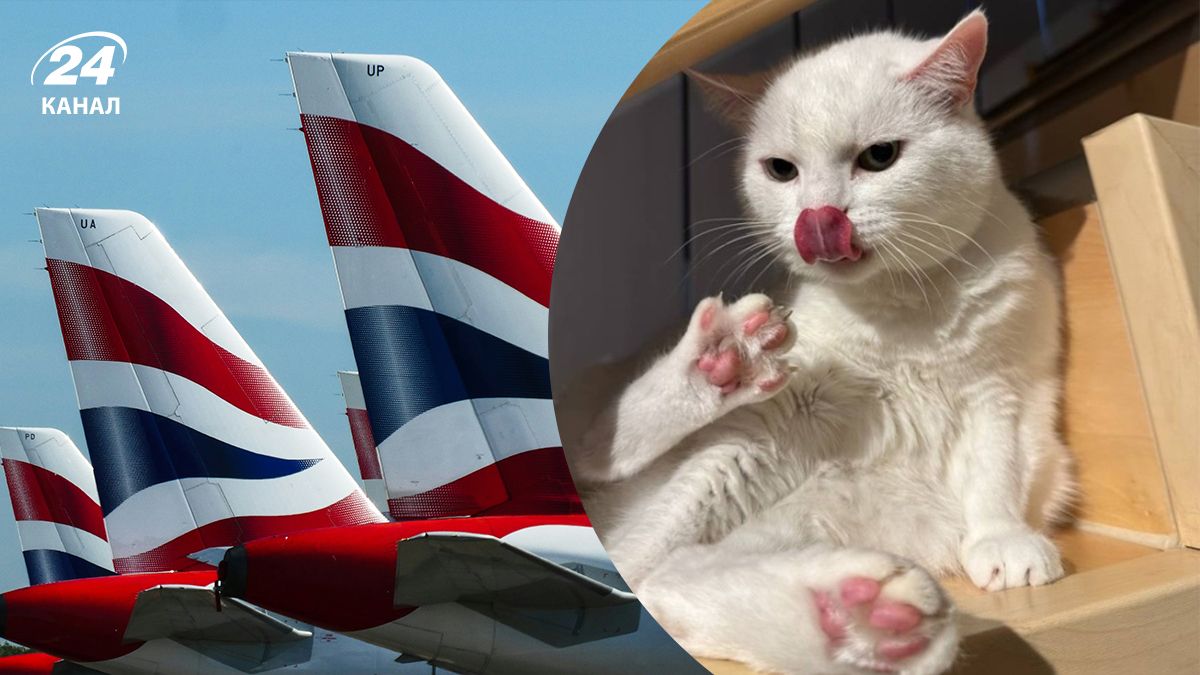 Кота, который выехал из Горловки, перевезли в США и депортировали из Майами Кота, который выехал из Горловки, перевезли в США и депортировали из Майами