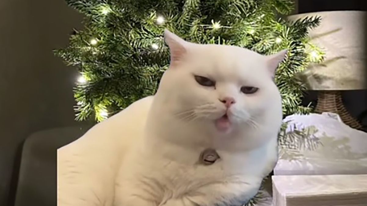 Смішні відео з білим котом стали трендом у соцмережах - Тренди Смішні відео з білим котом стали трендом у соцмережах - Тренди