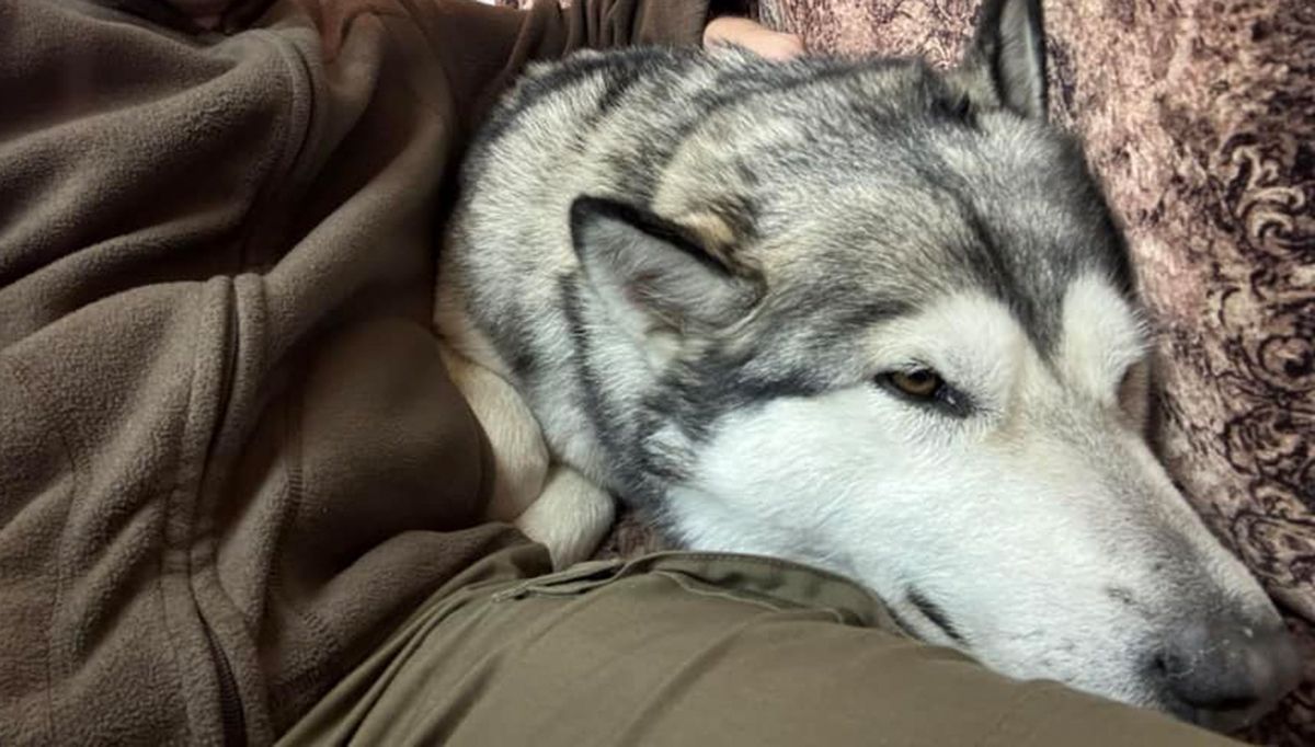 Собаку спасли с линии соприкосновения Собаку спасли с линии соприкосновения