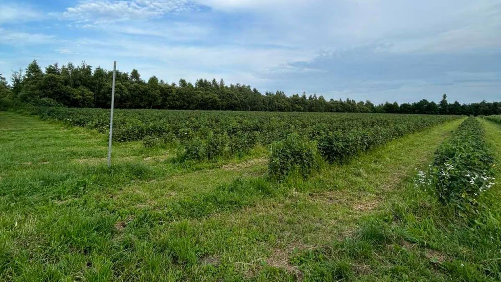 Что будет влиять на цену земли Что будет влиять на цену земли