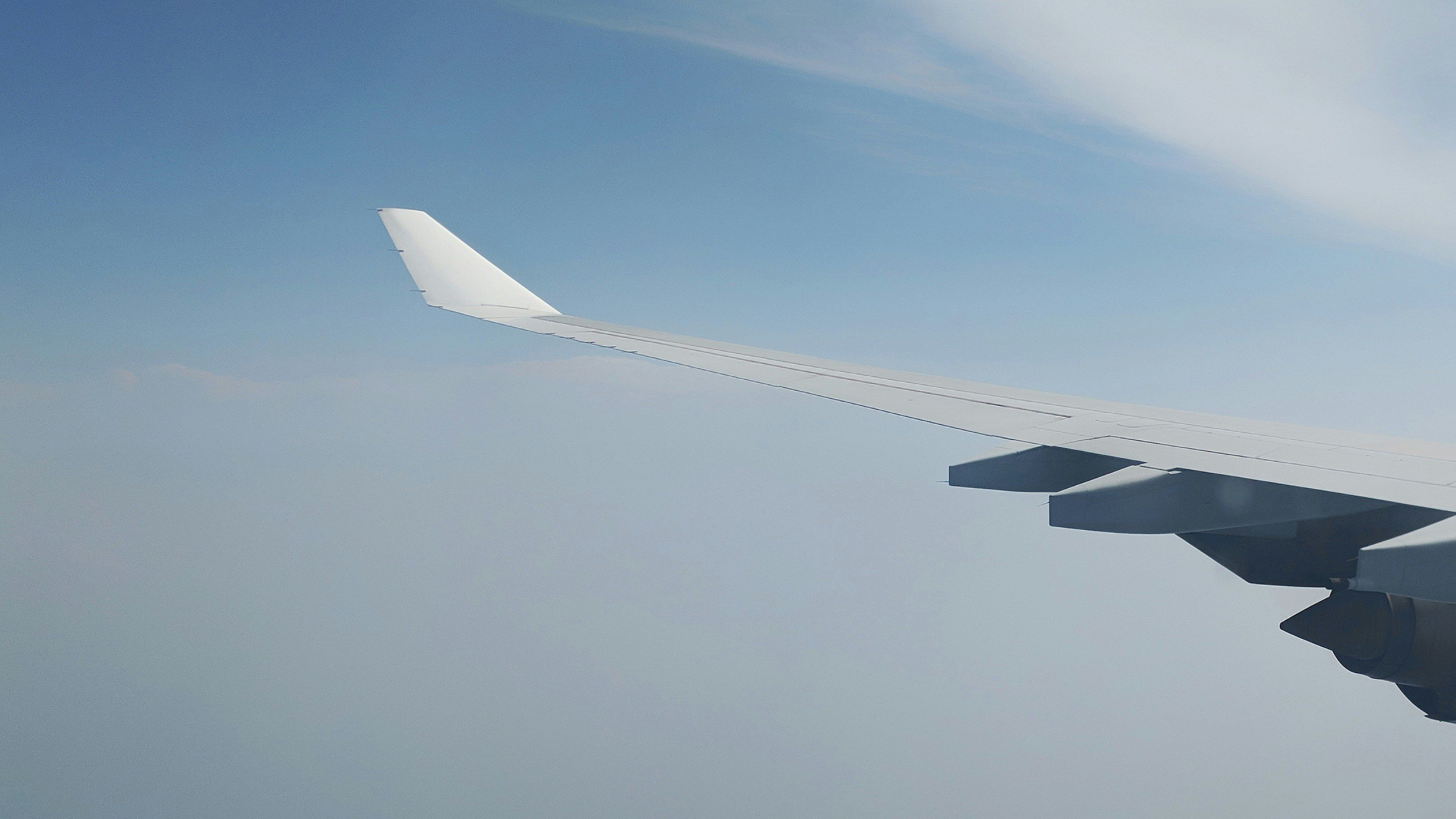 Літак екстренно сів на Бермудських островах - все через сморід свиней Літак екстренно сів на Бермудських островах - все через сморід свиней