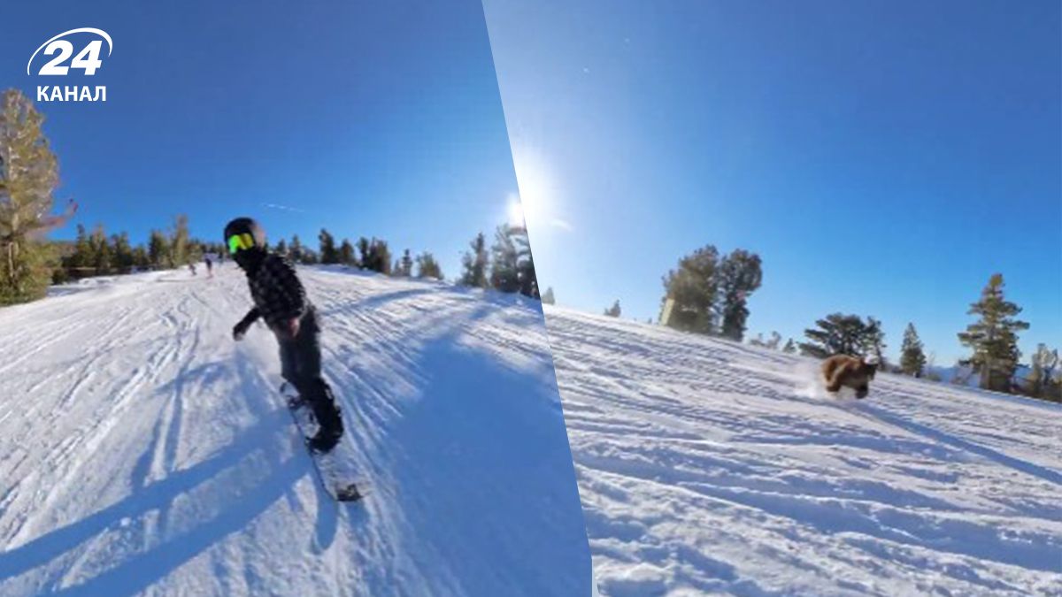 Сноубордист встретился с медведем в горах и выжил - видео инцидента Сноубордист встретился с медведем в горах и выжил - видео инцидента