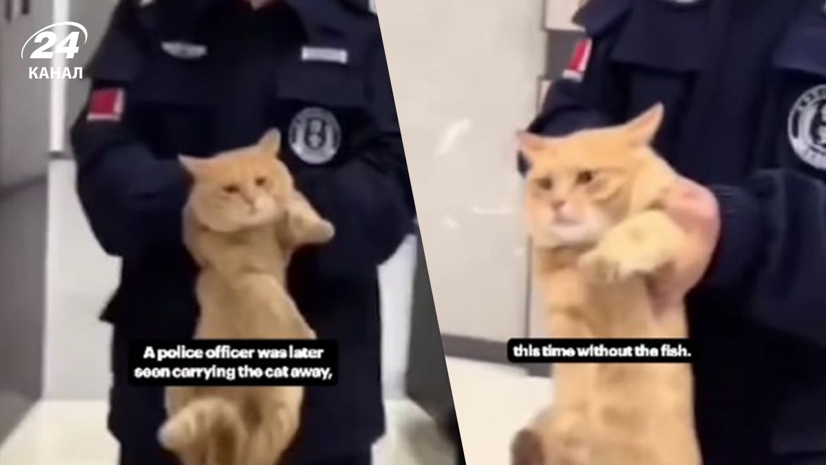 Тайська поліція затримала кота за крадіжку риби - вірусне відео Тайська поліція затримала кота за крадіжку риби - вірусне відео