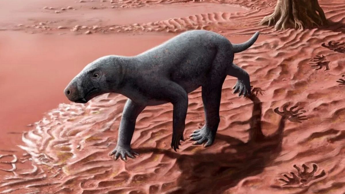 Цей шаблезубий хижак – найдавніший з коли-небудь знайдених предків ссавців Цей шаблезубий хижак – найдавніший з коли-небудь знайдених предків ссавців