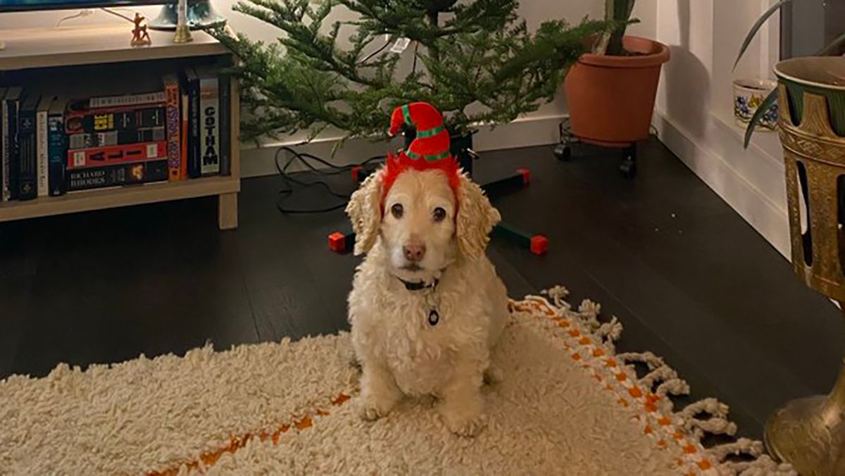 Ялинка кумедної форми викликала хвилю жартів у мережі Ялинка кумедної форми викликала хвилю жартів у мережі