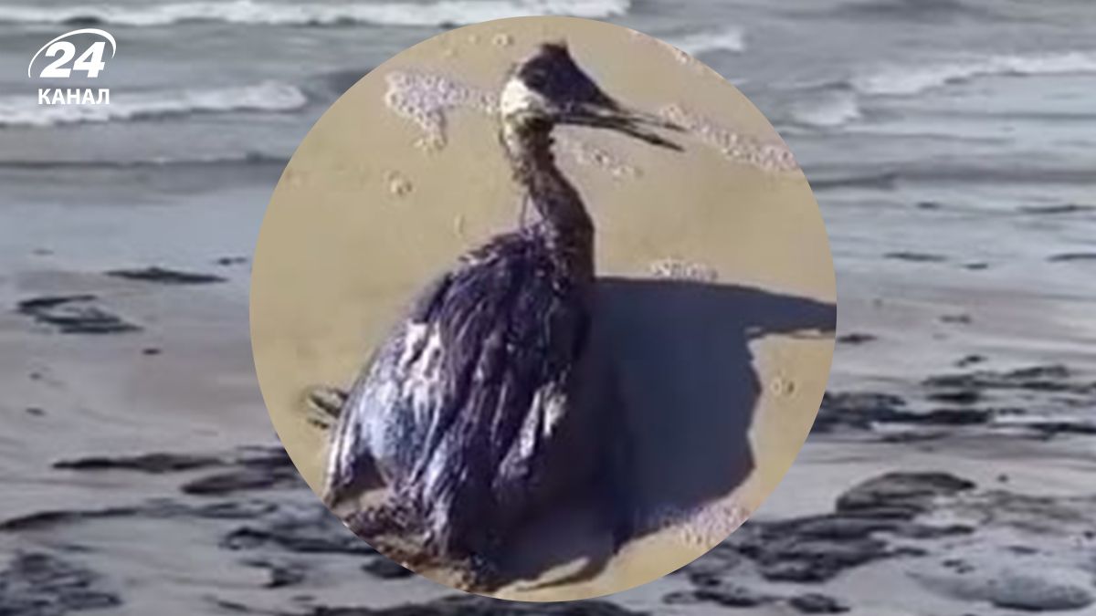 Аварія з танкерами Волгонефть - скільки вже забруднено і які збитки - 24 Канал Аварія з танкерами Волгонефть - скільки вже забруднено і які збитки - 24 Канал