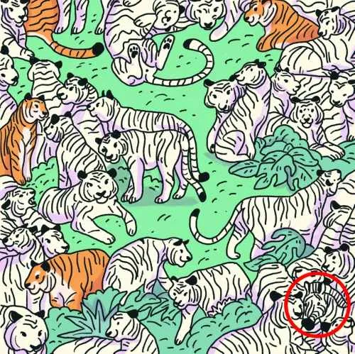 Зебра прячется среди тигров Зебра прячется среди тигров