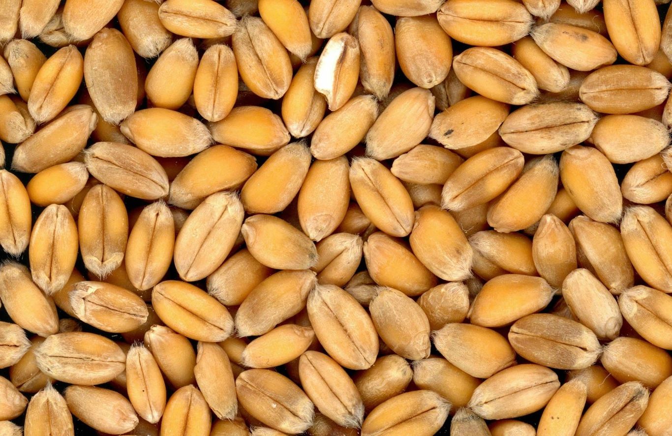 Як правильно і скільки часу варити кутю Як правильно і скільки часу варити кутю