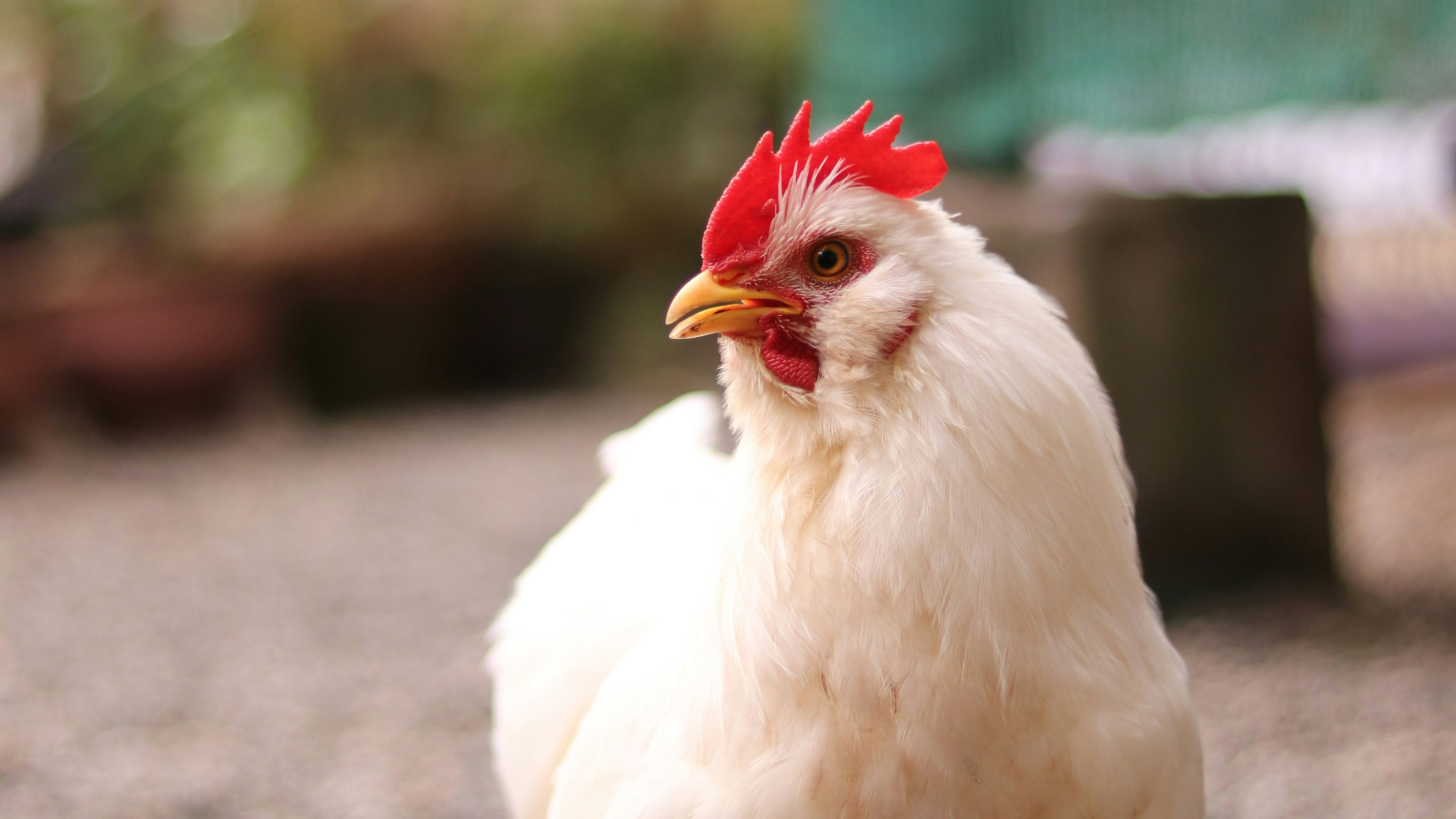 У Британії курка-мандрівниця стала зіркою соцмереж У Британії курка-мандрівниця стала зіркою соцмереж