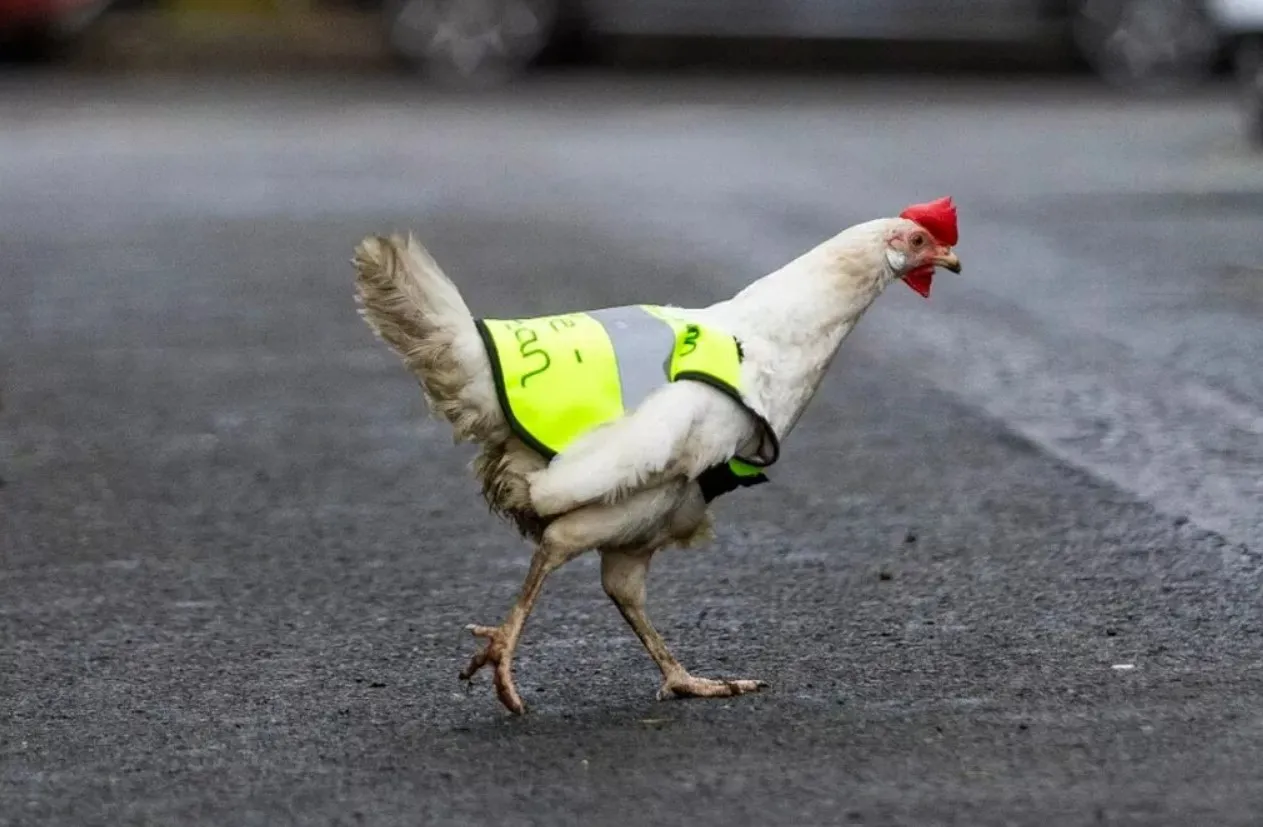 Курочка-мандрівниця Курочка-мандрівниця