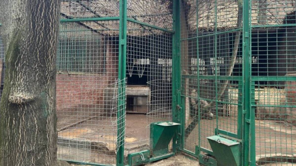 В Одесі леопард напав на працівника зоопарку В Одесі леопард напав на працівника зоопарку