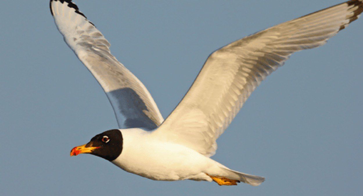 Загибель рідкісного мартина Ramo Загибель рідкісного мартина Ramo