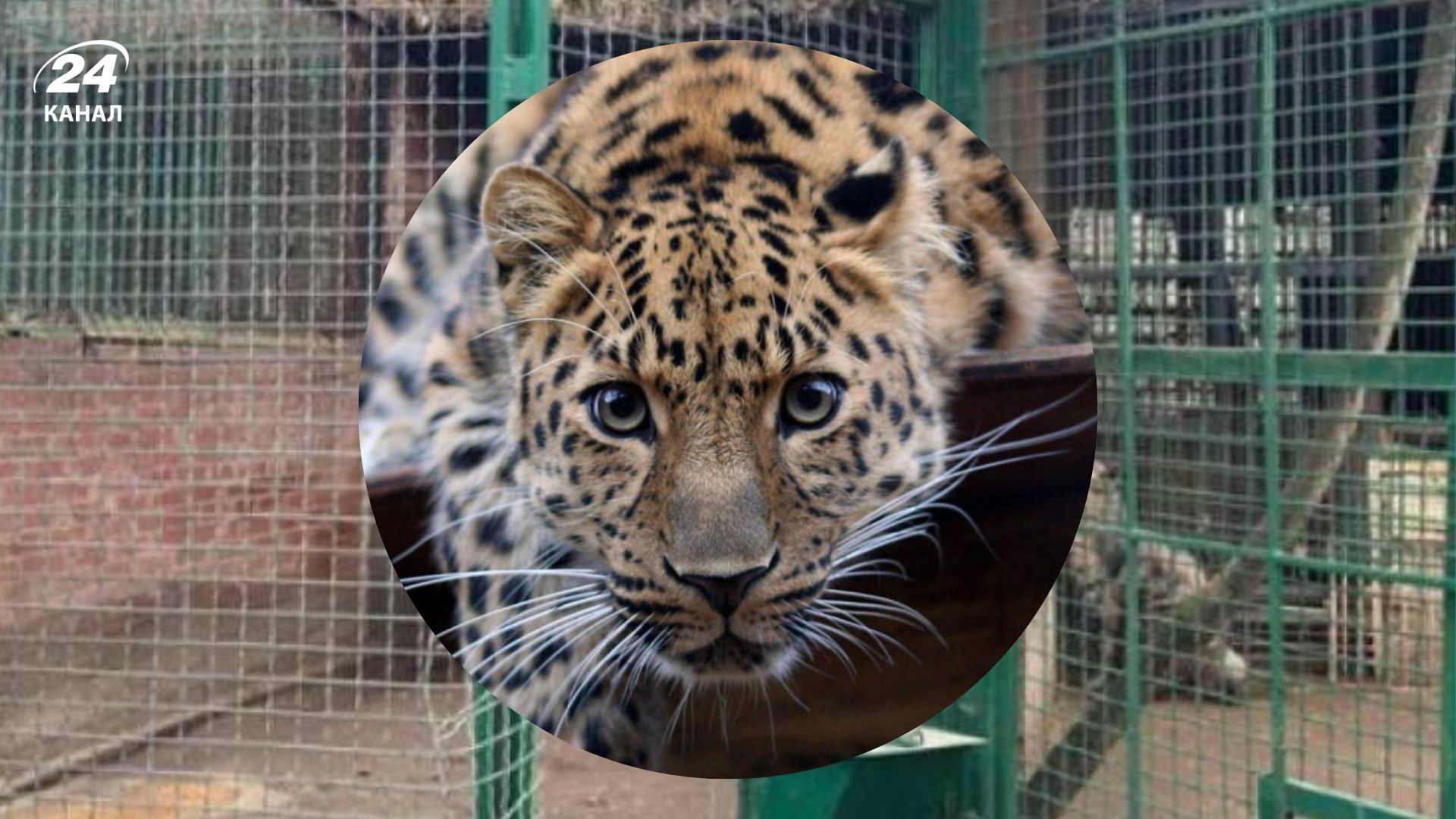 Зоопарки АЗУ отреагировали на критику зоозащитников относительно инцидента с нападением леопарда в Одессе Зоопарки АЗУ отреагировали на критику зоозащитников относительно инцидента с нападением леопарда в Одессе
