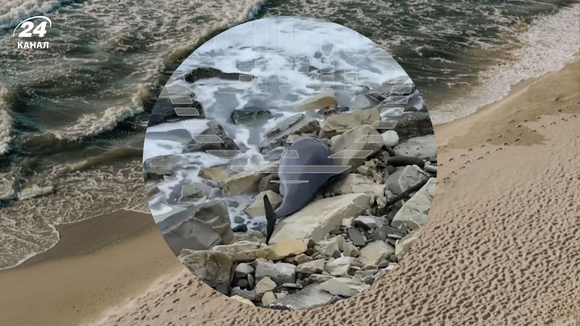 У Чорному морі тварини гинуть від російського мазуту У Чорному морі тварини гинуть від російського мазуту