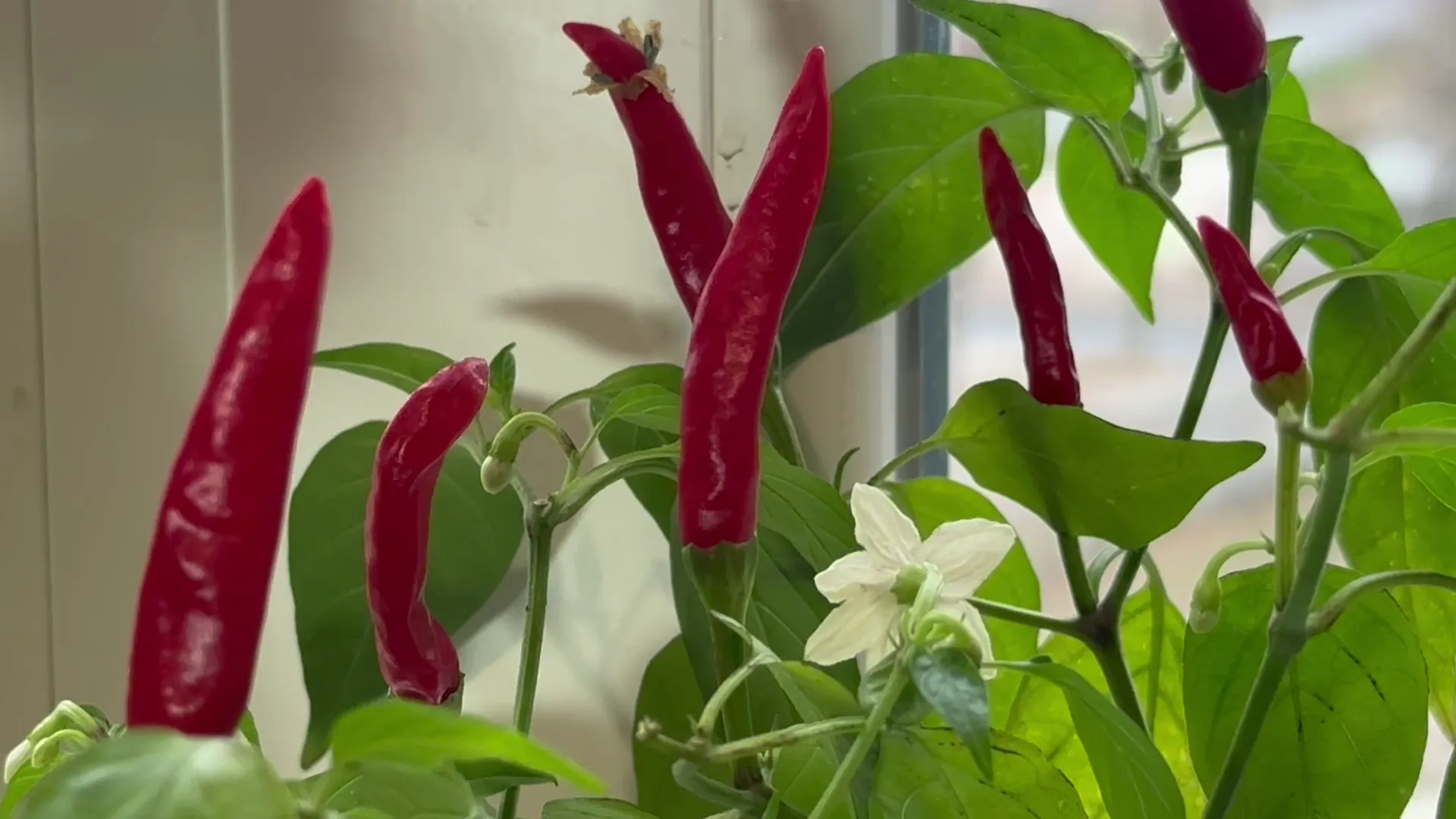 Переселенки сажают огород на подоконнике/24 Канал Переселенки сажают огород на подоконнике/24 Канал