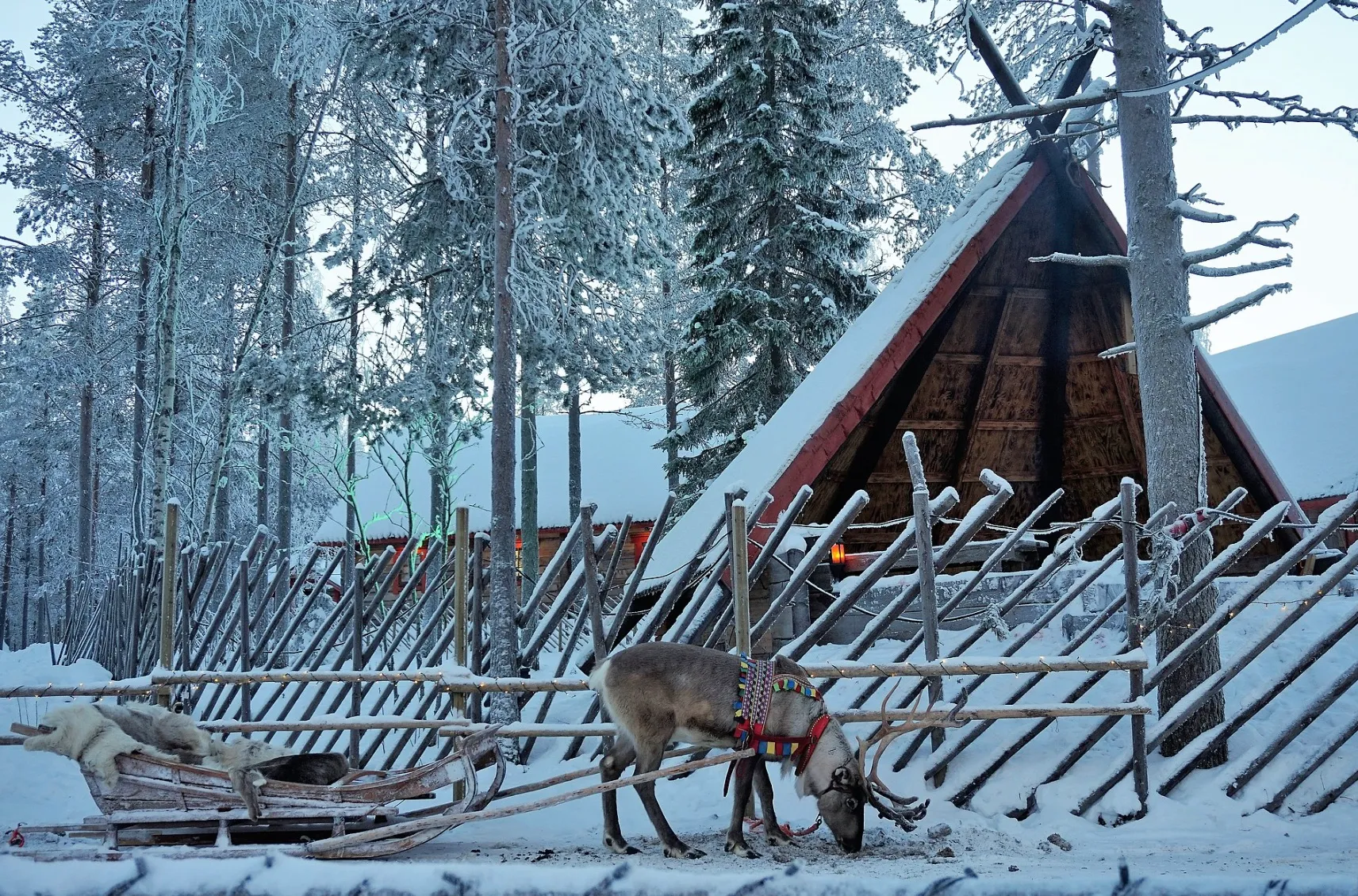 У селищі Санти можна покататися на оленях У селищі Санти можна покататися на оленях