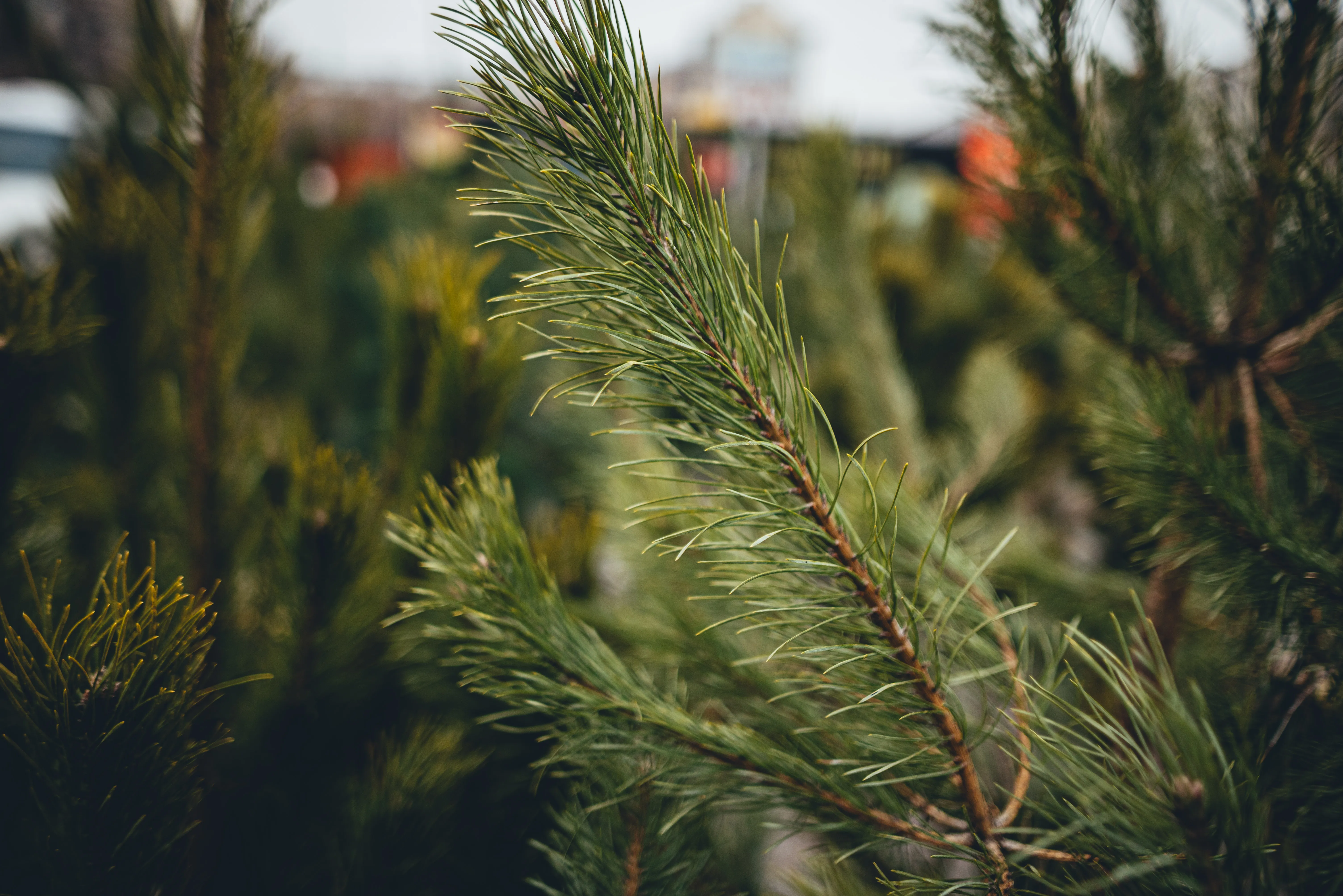 Зима в Україні Зима в Україні