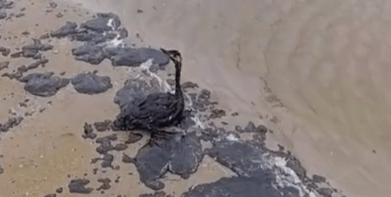 Мазут с затонувших российских танкеров может достичь Азовского моря в ближайшие дни - Минэколо - 24 Канал Мазут с затонувших российских танкеров может достичь Азовского моря в ближайшие дни - Минэколо - 24 Канал