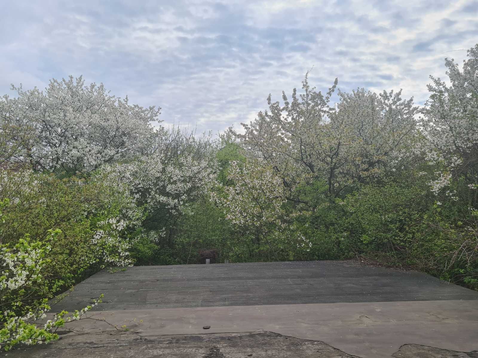 Яка відстань повинна бути між деревом і парканом сусіда Яка відстань повинна бути між деревом і парканом сусіда