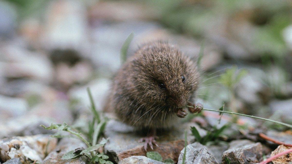 Євразійська землерийка зменшує свій мозок, щоб зберегти енергію взимку Євразійська землерийка зменшує свій мозок, щоб зберегти енергію взимку