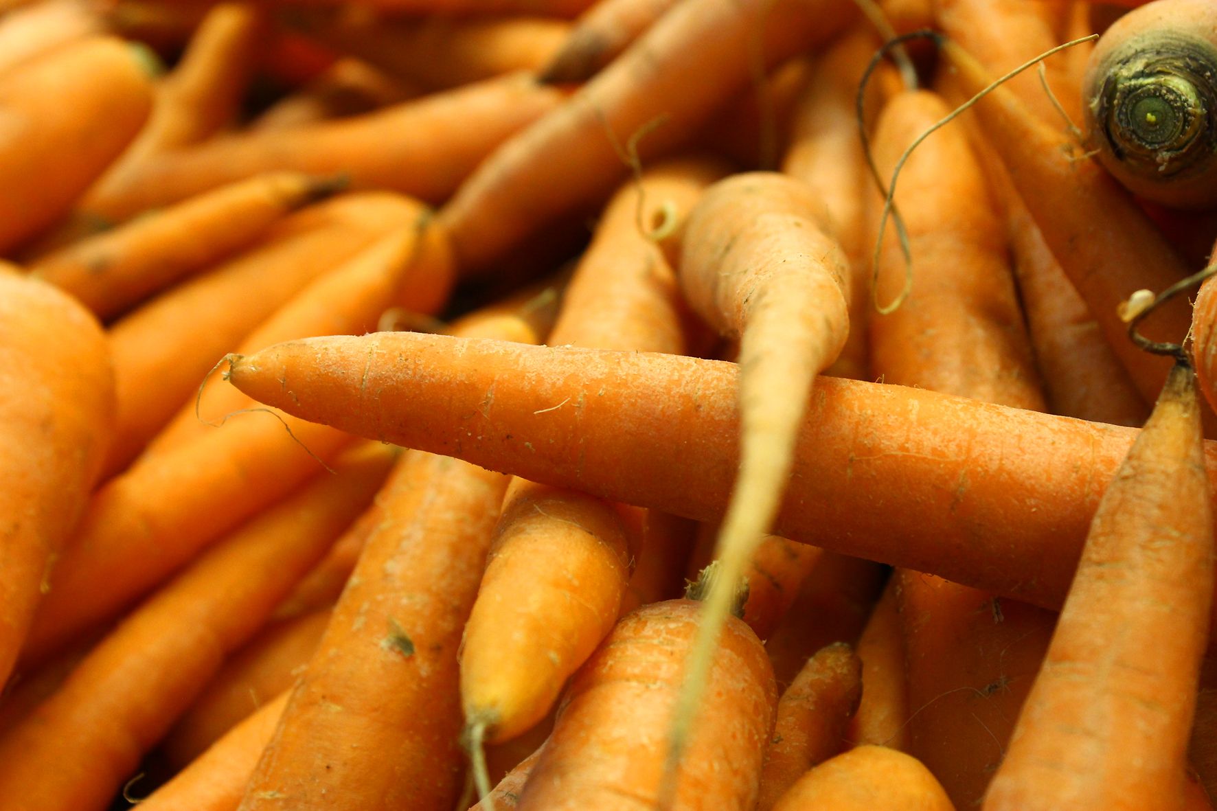 Морковь растет в цене Морковь растет в цене