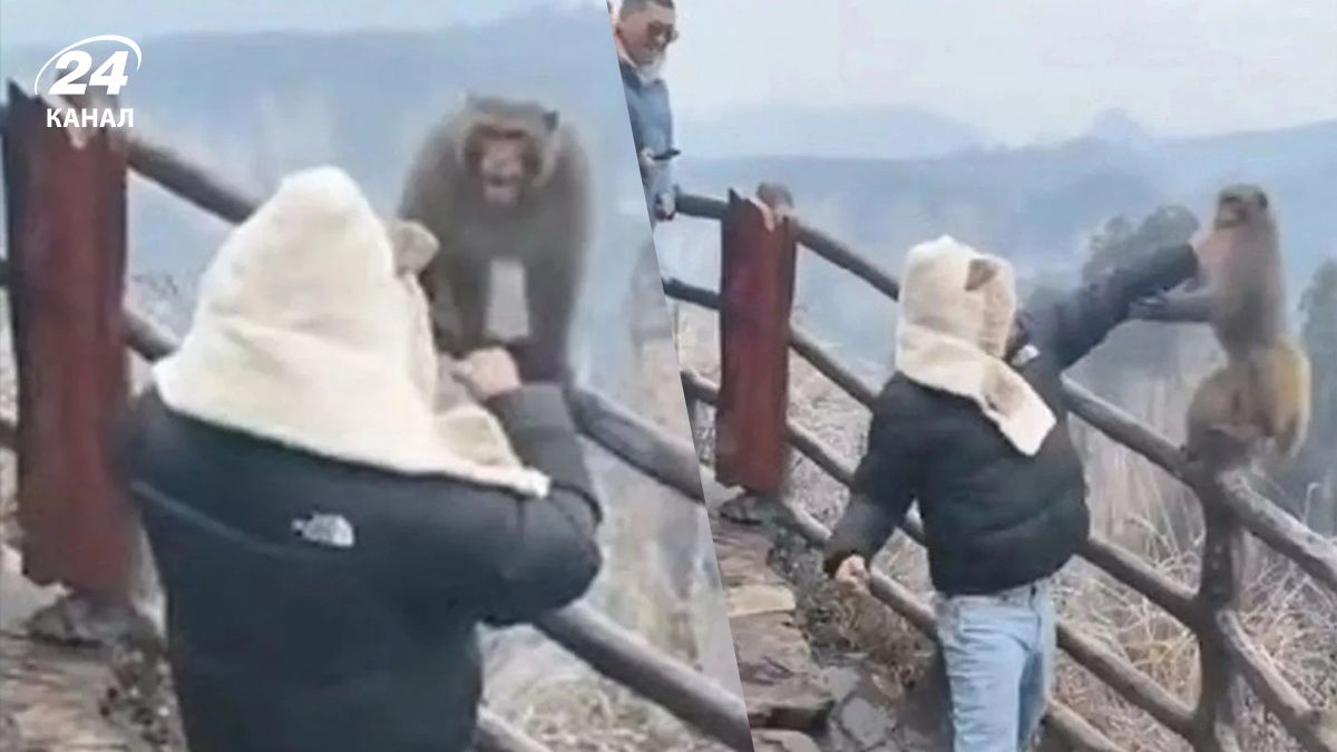 В Китае обезьяна хотела украсть вещи туриста, но не получилось В Китае обезьяна хотела украсть вещи туриста, но не получилось