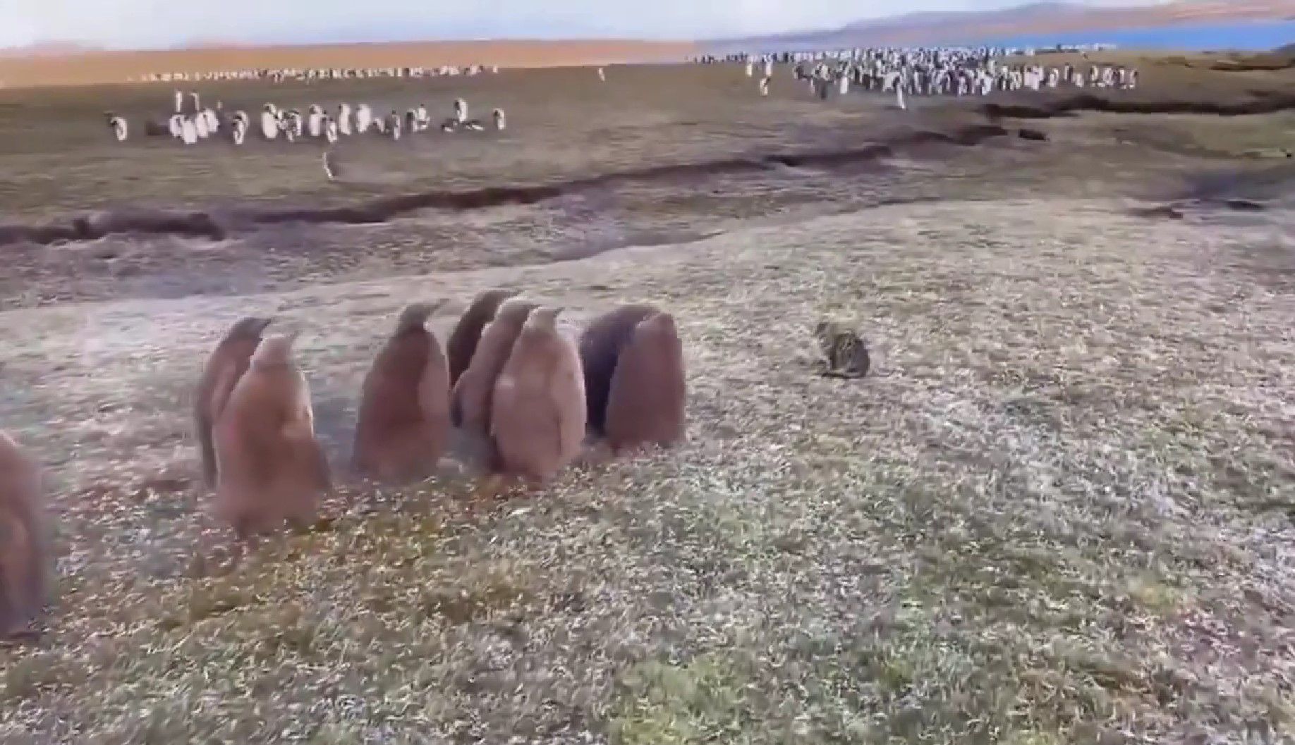 Встретились два мира: пингвины впервые увидели кошку и очаровали сеть - 24 Канал Встретились два мира: пингвины впервые увидели кошку и очаровали сеть - 24 Канал