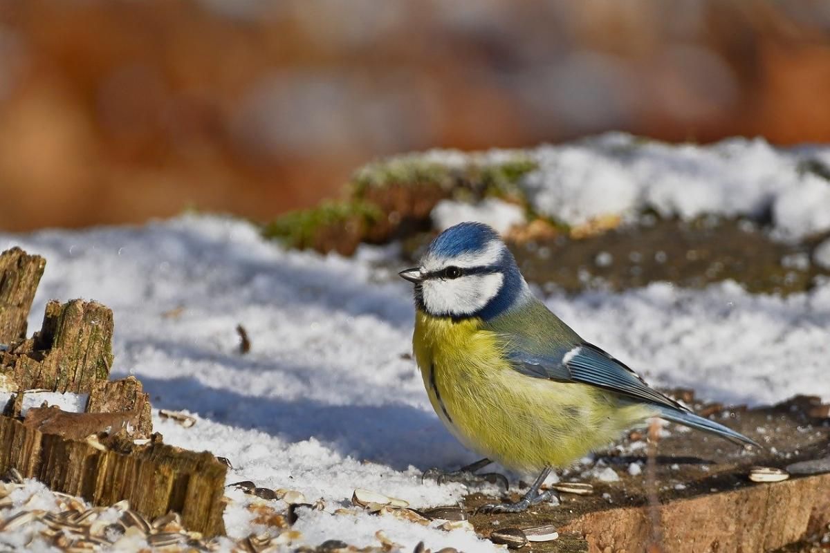 Антициклон Гюнтер накрыл Европу: как это повлияет на погоду в Украине - 24 Канал Антициклон Гюнтер накрыл Европу: как это повлияет на погоду в Украине - 24 Канал