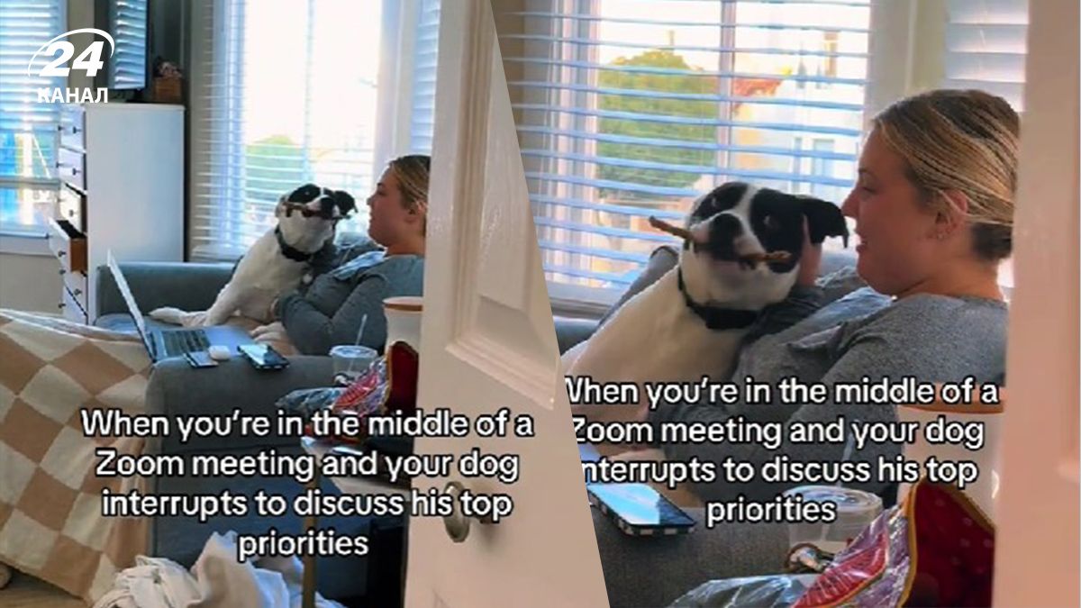 Пес ворвался в важный звонок своей хозяйки Пес ворвался в важный звонок своей хозяйки