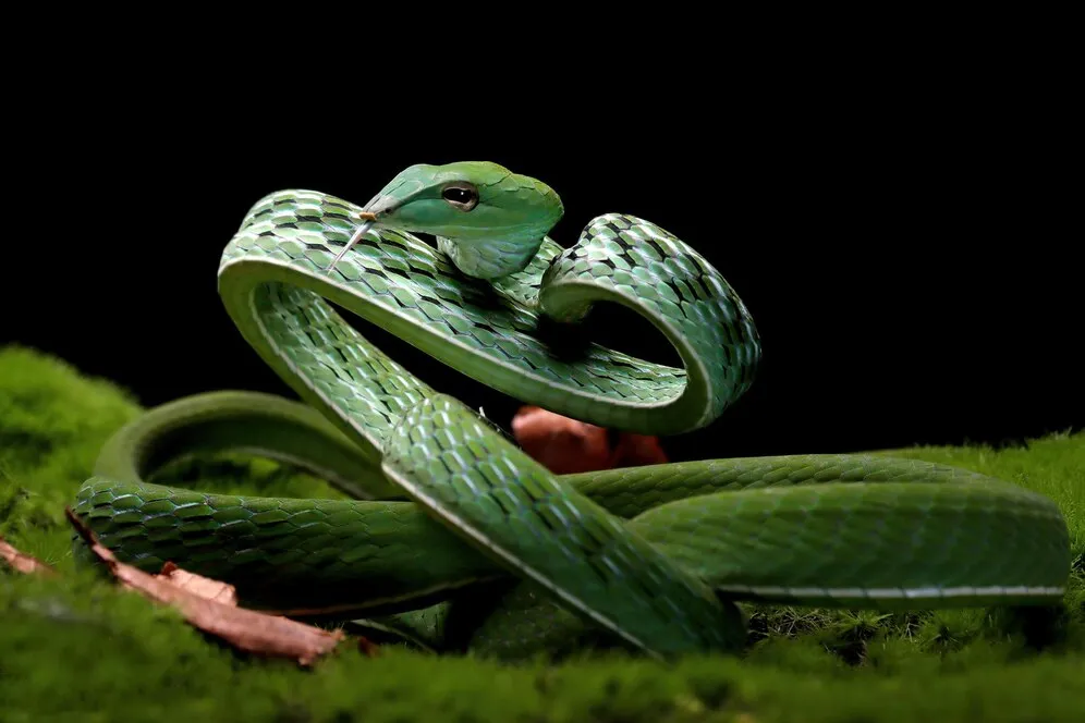 Животное символ 2025 года Животное символ 2025 года