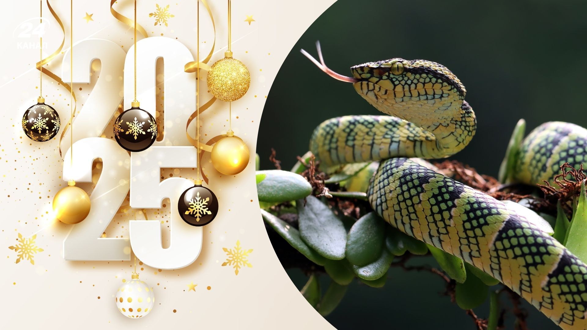 Какое животное является символом 2025 года Какое животное является символом 2025 года