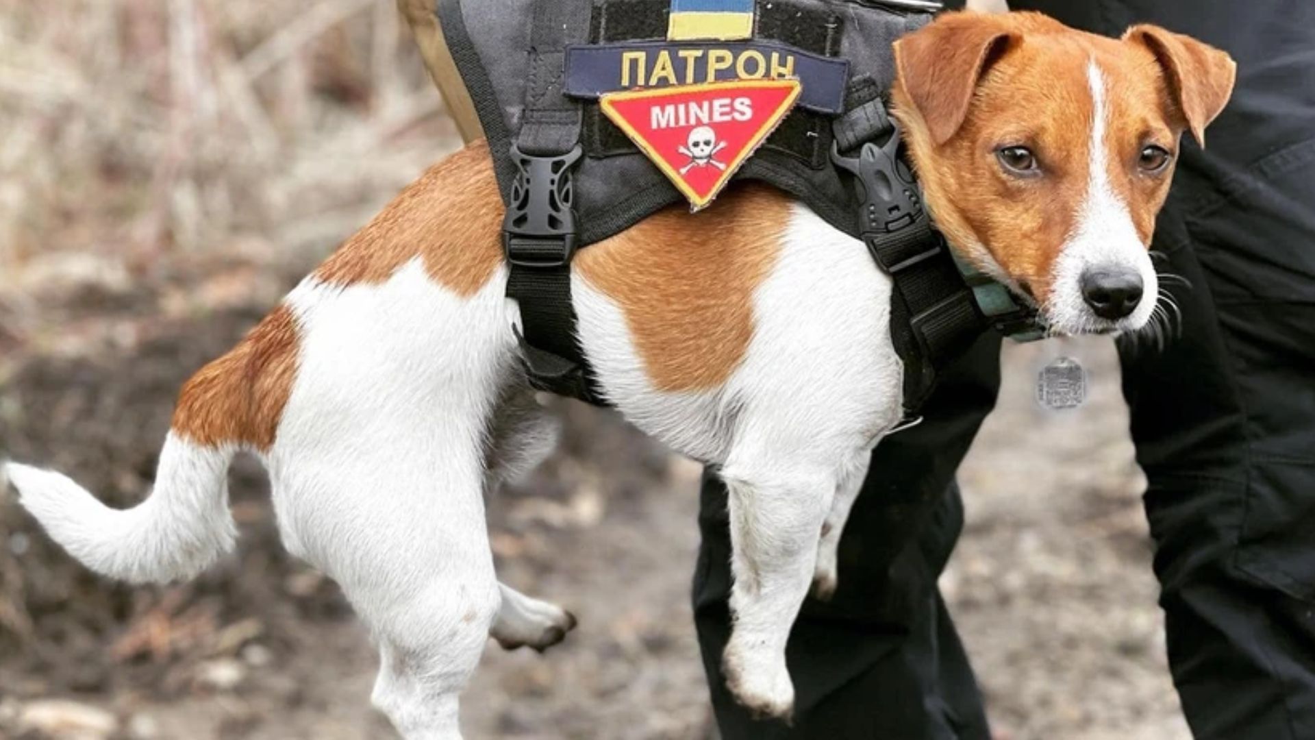 Пес Патрон жив и здоров. Пес Патрон жив и здоров.