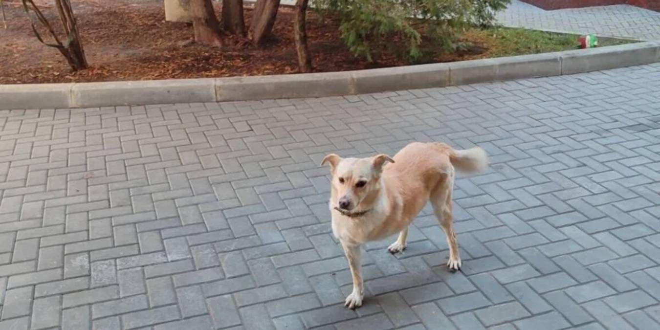 Собака президентки Молдови Маї Санду Собака президентки Молдови Маї Санду