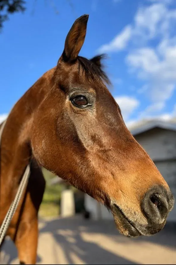 Екохетт найстаріший кінь Екохетт найстаріший кінь