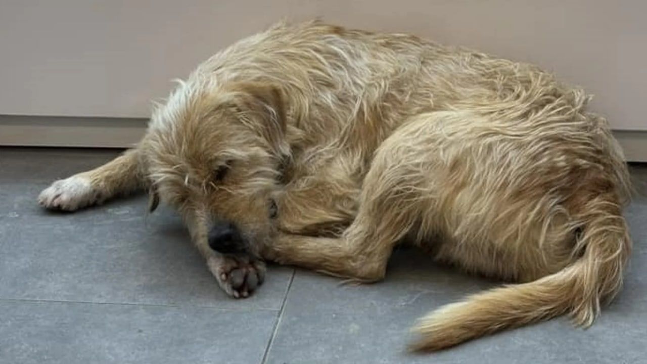 На Киевщине жестоко убили бездомную собаку на детской площадке На Киевщине жестоко убили бездомную собаку на детской площадке