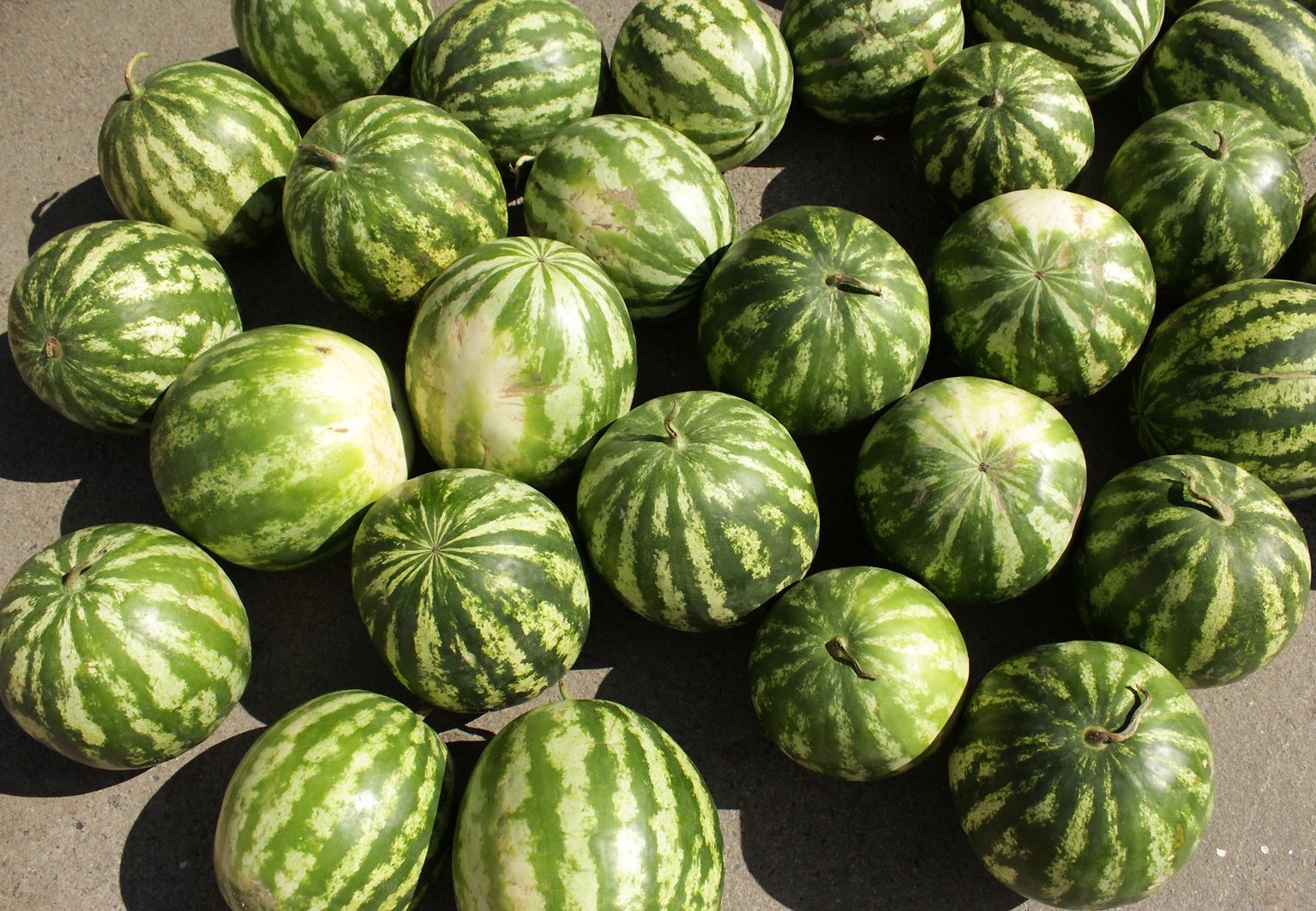 Площі баштанів збільшать Площі баштанів збільшать